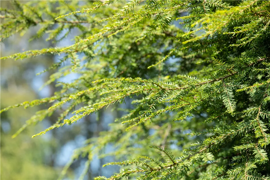 Taxus baccata 'Dovastonii Aurea', Eibe
