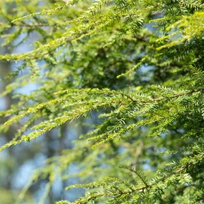 im Container 125 - 150 - Eibe - Taxus baccata 'Dovastonii Aurea'