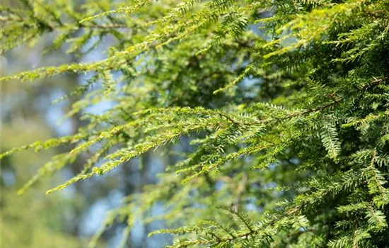 Taxus baccata 'Dovastonii Aurea'
