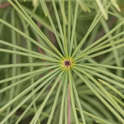 Container 60 - 70 - Japanische Schirmtanne - Sciadopitys verticillata