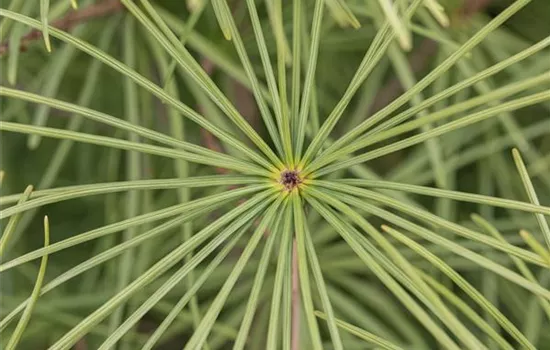 Sciadopitys verticillata