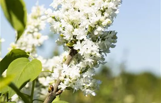 Syringa vulgaris 'Mme Lemoine'