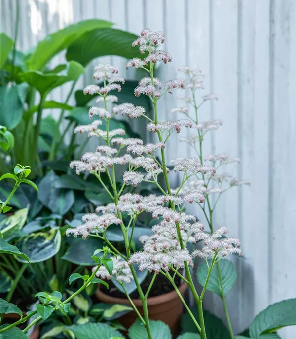 Rodgersia aesculifolia