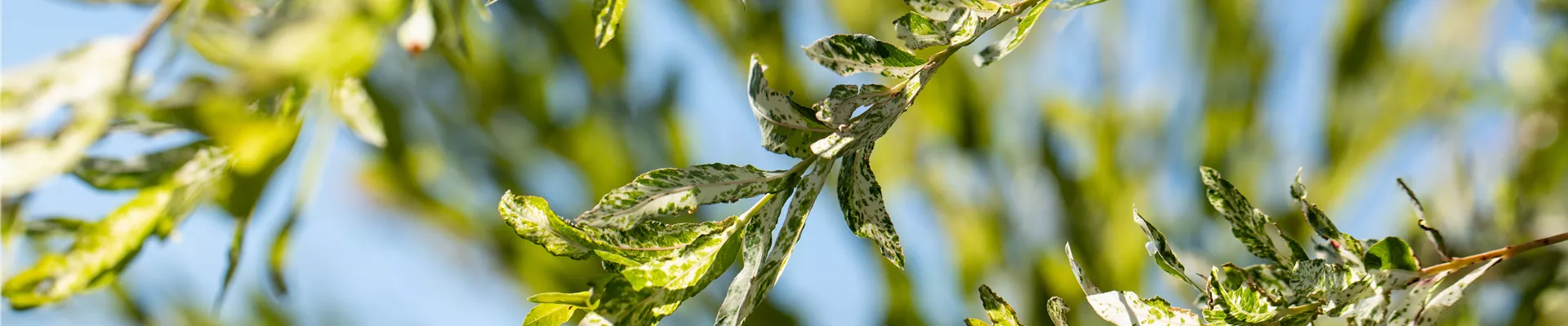 Boutique de plantes Boutique de plantes
