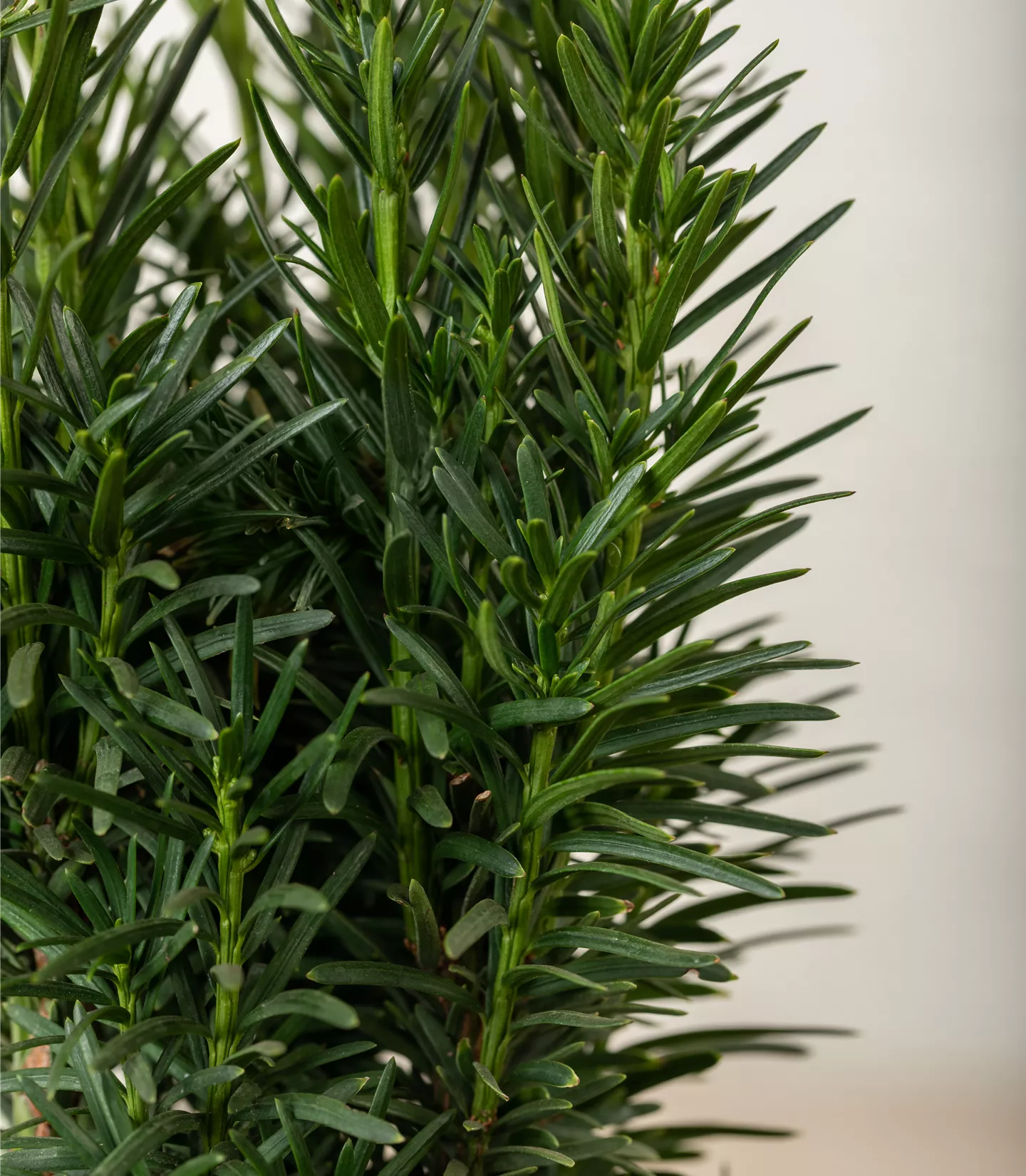 Taxus baccata 'Fastigiata Robusta'