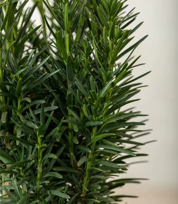 Taxus baccata 'Fastigiata Robusta'