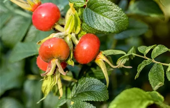 Rosa rugosa 'Alba'