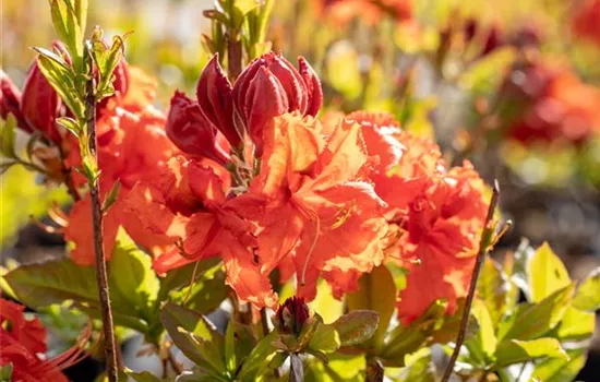 Rhododendron (Knaphill-Azalee) 'Gibraltar'