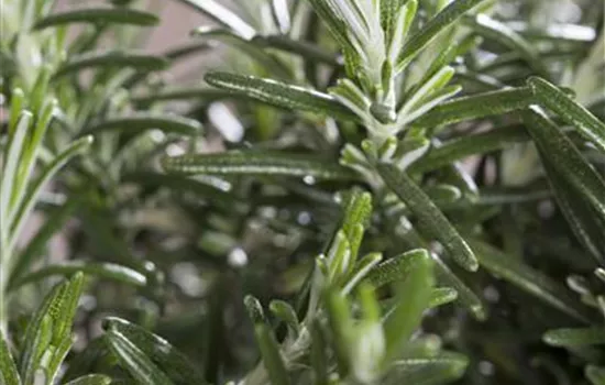 Rosmarinus officinalis 'Prostratus'