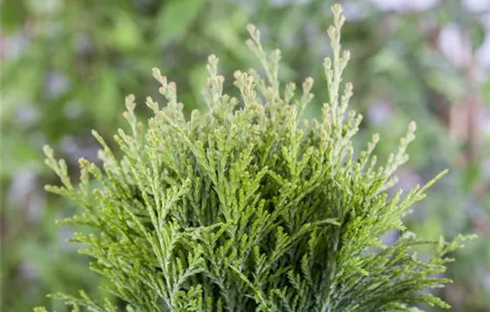 Thuja occidentalis 'Danica'