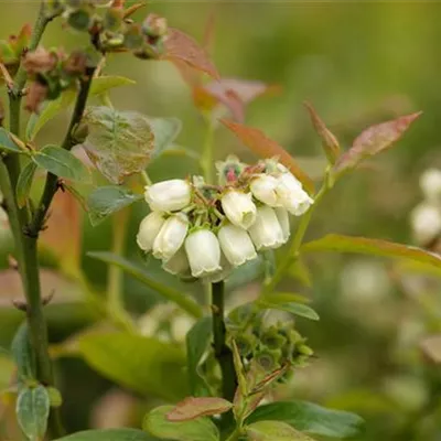 im Container 40 - 50 - Kulturheidelbeere - Vaccinium (Kulturheidelbeere) 'Northcountry'