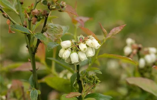 Vaccinium (Kulturheidelbeere) 'Northcountry'