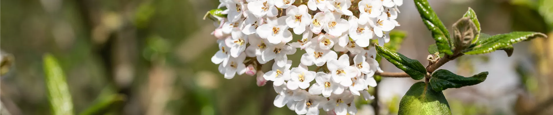 Boutique de plantes Boutique de plantes