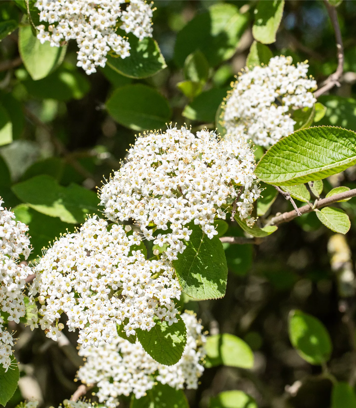 Viburnum lantana