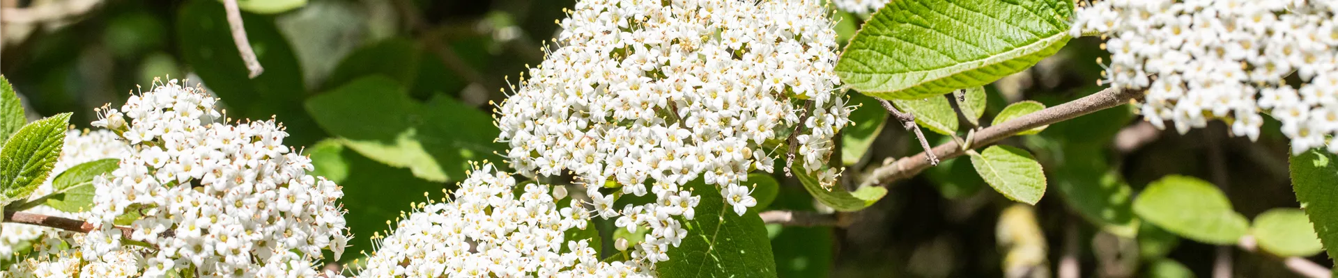 Bodendecker online kaufen | Bauer Baumschulen AG Bodendecker online kaufen | Bauer Baumschulen AG