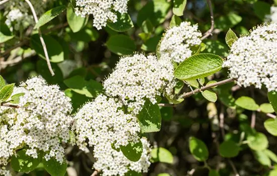 Viburnum lantana