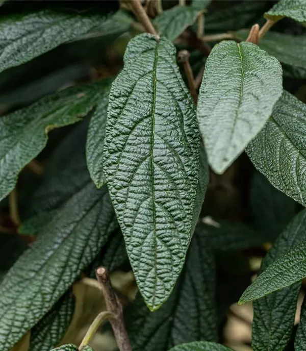 Viburnum 'Pragense'
