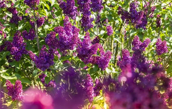 Syringa vulgaris 'Ludwig Spaeth'