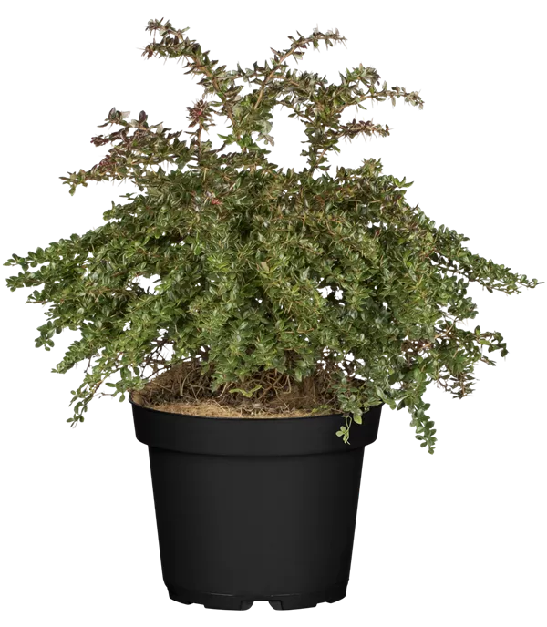 Berberis frikartii (x) 'Amstelveen'