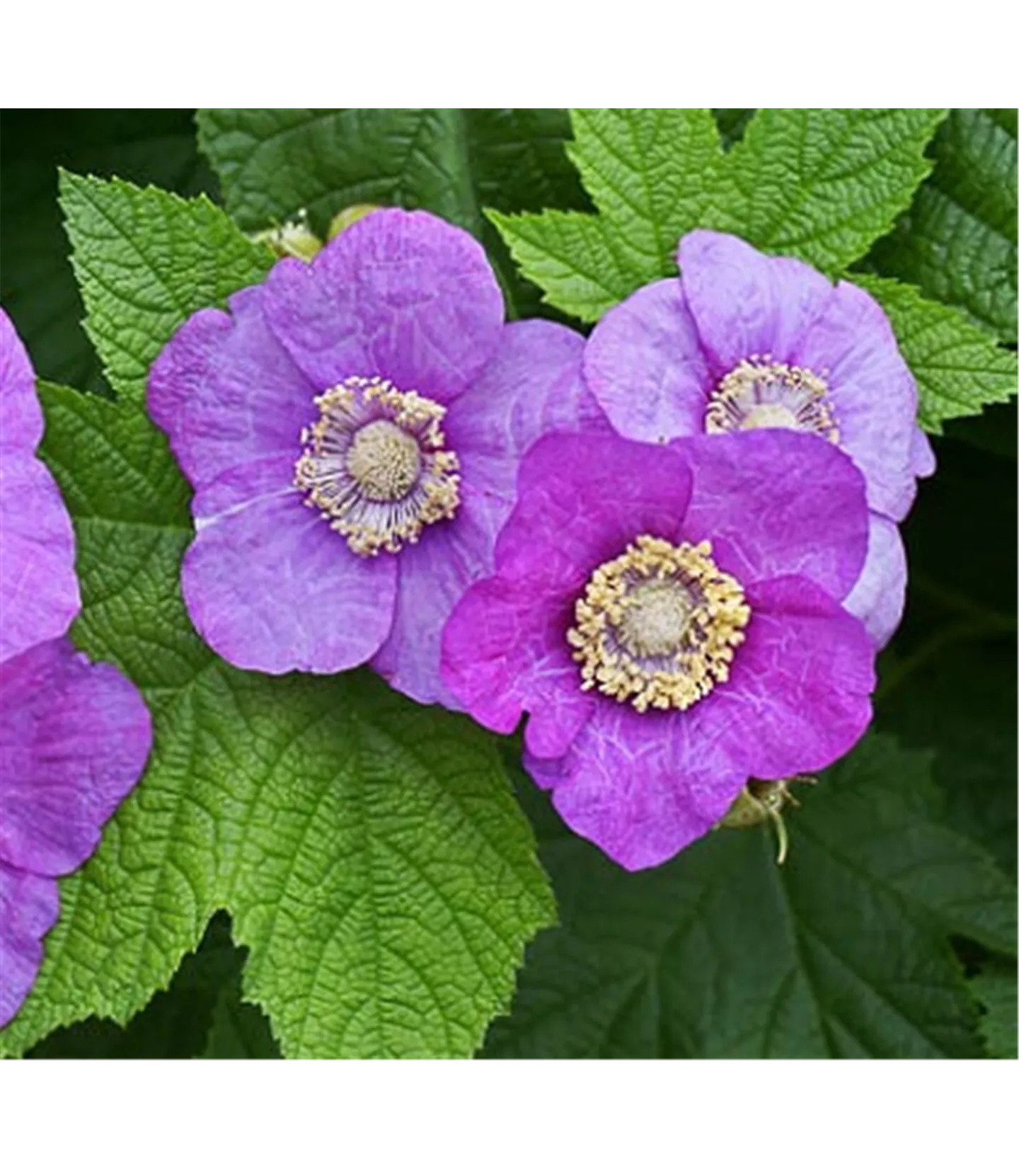 Rubus odoratus
