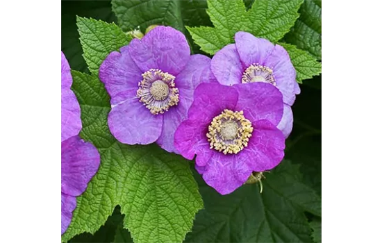 Rubus odoratus