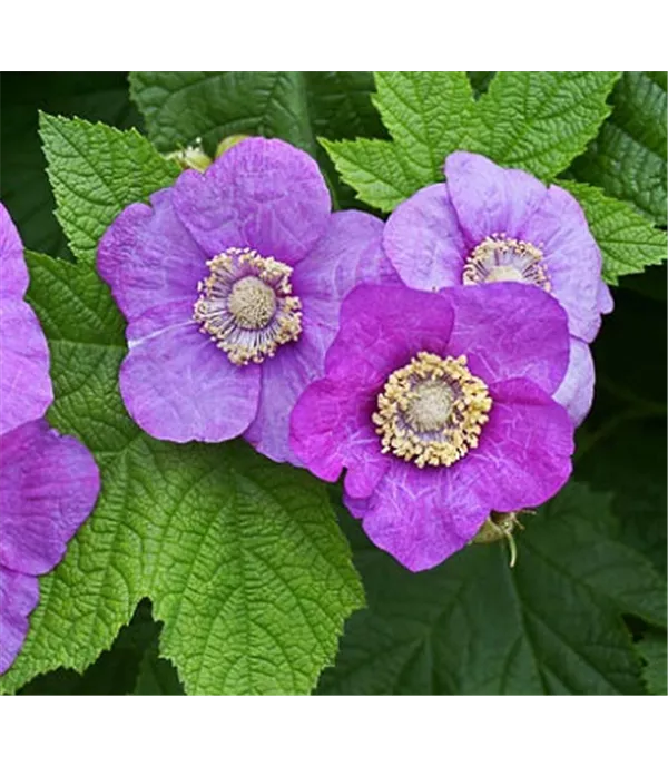 Rubus odoratus