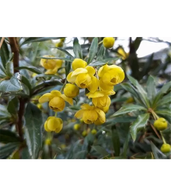 Berberis hybrido-gagnepainii (x) 'Chenaultii'