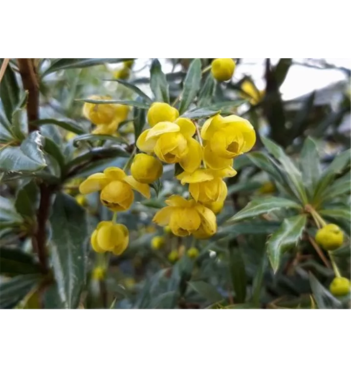 Berberitze - Berberis hybrido-gagnepainii (x) 'Chenaultii'