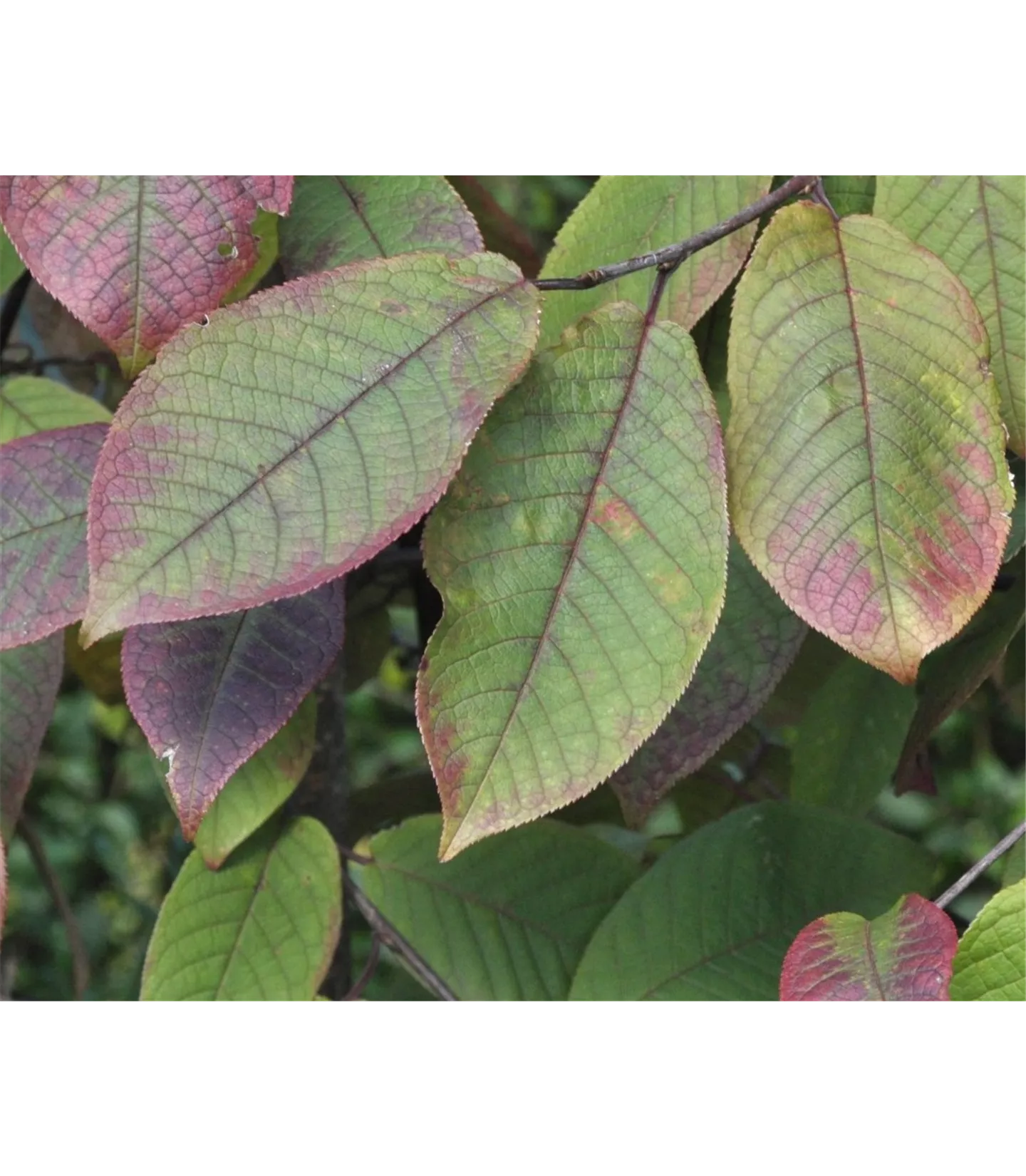 Prunus padus 'Colorata'