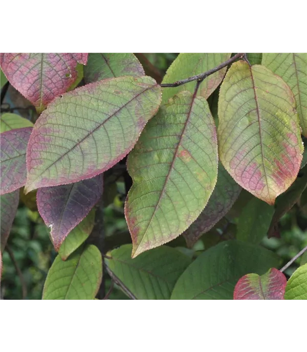 Prunus padus 'Colorata'