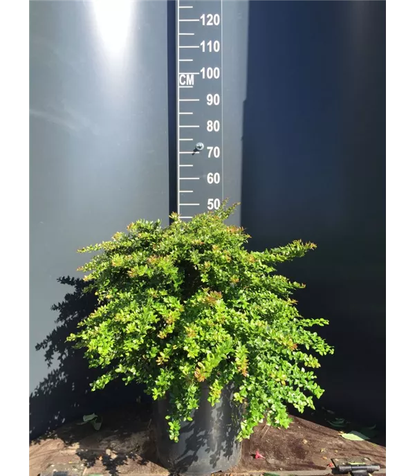 Berberis verruculosa