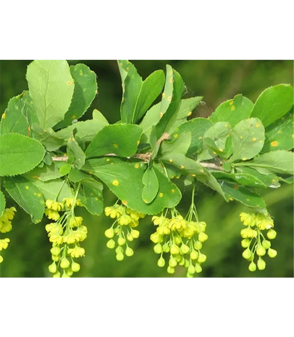 Berberis vulgaris