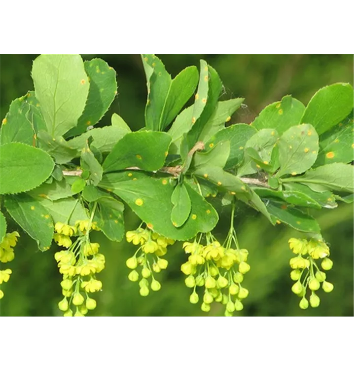 Berberitze - Berberis vulgaris