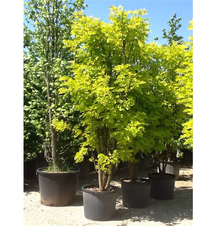 Scheinakazie, Robinie - Robinia pseudoacacia 'Frisia'