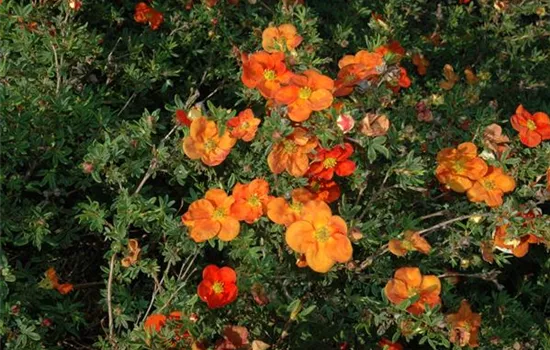 Potentilla fruticosa 'Red Robin'