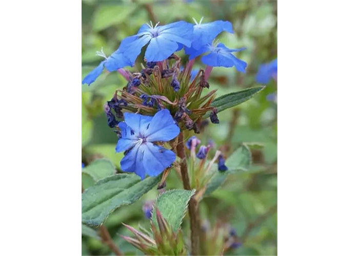 Ceratostigma willmottianum Ceratostigma willmottianum