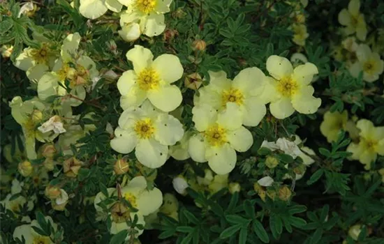 Potentilla fruticosa 'Primrose Beauty'