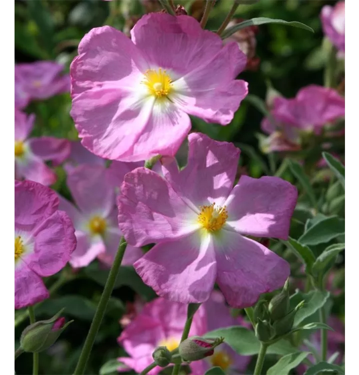 Zistrose - Cistus 'Peggy Sammons'