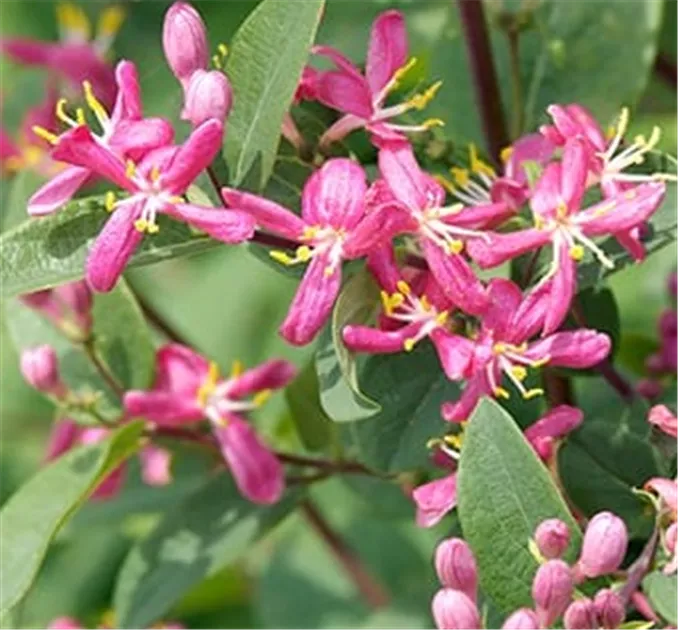 Lonicera tatarica 'Hack's Red', Tatarische Heckenkirsche