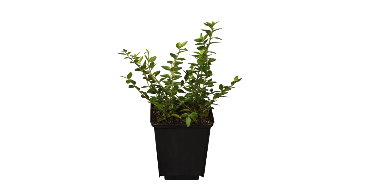 liguster englisch Groenblijvende liguster (Ligustrum vulgare 'Atrovirens') | 100-125 cm In  pot