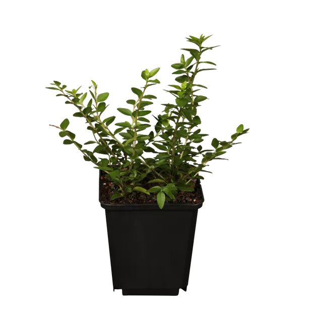 Lonicera nitida 'Maigrn', Geissblatt, Heckenkirsche