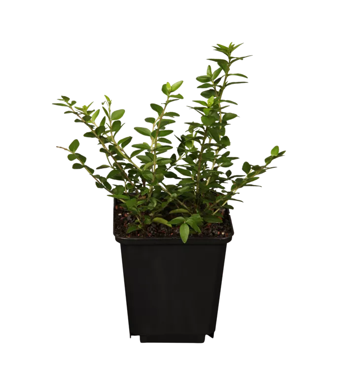 Chèvrefeuille grimpant 'Maigrün'