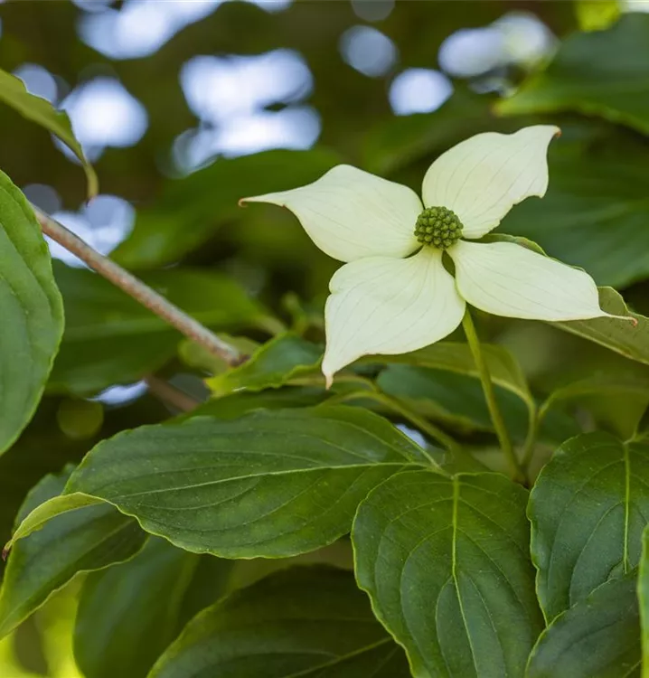 Kousa-Hartriegel - Cornus kousa 'Weaver's Weeping'