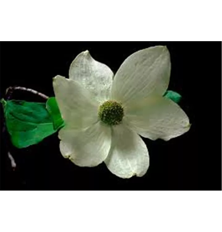 Pazifischer Blüten-Hartriegel - Cornus nuttallii