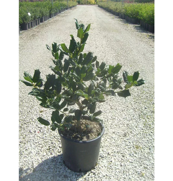 Houx 'Nellie R. Stevens'