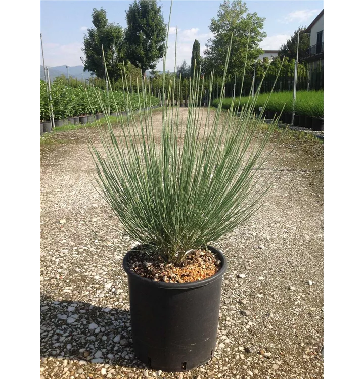 Elfenbeinginster - Cytisus praecox (x)