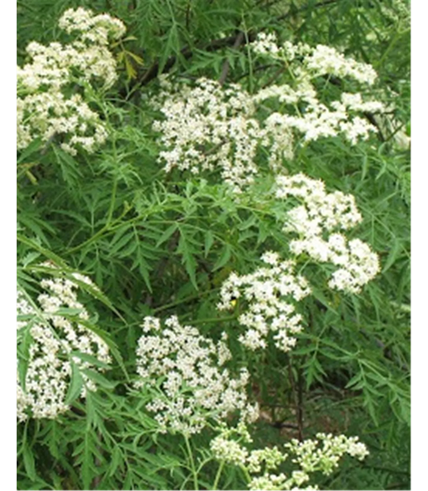 Sambucus nigra 'Laciniata'