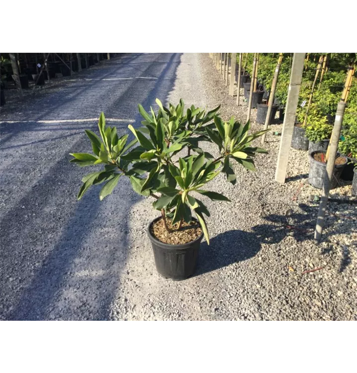 Mitsumata - Edgeworthia chrysantha