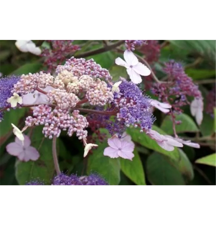 Hortensia