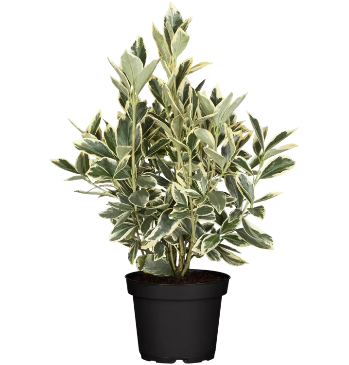 Japanischer Spindelstrauch - Euonymus japonicus 'Bravo'